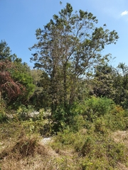 Ekmanianthe longiflora