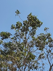 Ekmanianthe longiflora