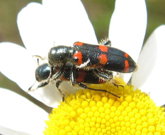 Trichodes nuttalli