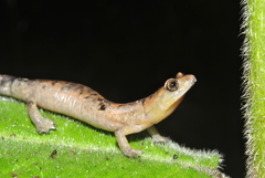 Conant's Mushroomtongue Salamander photo 3