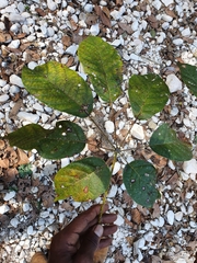 Ekmanianthe longiflora