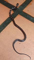 Dipsas sanctijoannis