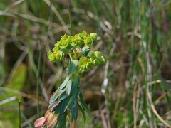 Euphorbia portlandica
