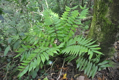 Zamia onan-reyesii