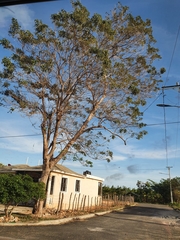 Ekmanianthe longiflora