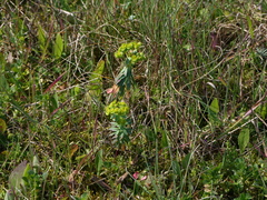 Euphorbia portlandica
