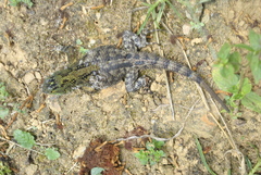 Sceloporus schmidti