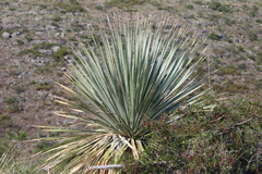 Dasylirion cedrosanum