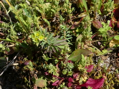 Euphorbia portlandica