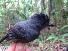 Thamnophilus aethiops