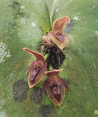 Pleurothallis fossulata