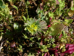 Euphorbia portlandica