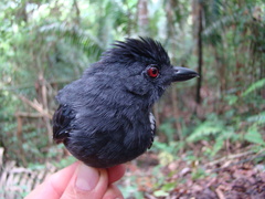Thamnophilus aethiops