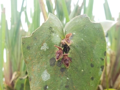 Pleurothallis fossulata