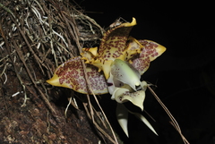 Stanhopea