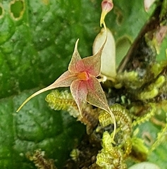 Platystele caudatisepala