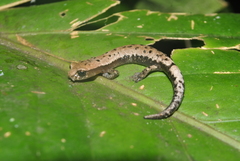 Conant's Mushroomtongue Salamander photo 2