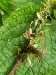 Platystele caudatisepala