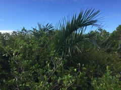 Pseudophoenix sargentii