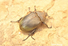 Dynastes septentrionalis