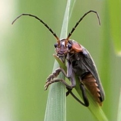 Cantharis reichei