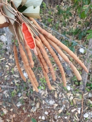 Capparis cynophallophora