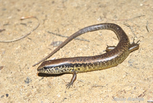 Brown Forest Skink
