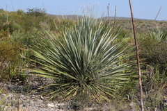 Dasylirion cedrosanum