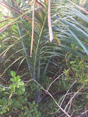 Pseudophoenix sargentii