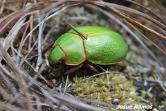 Chrysina spectabilis