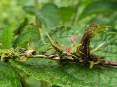 Platystele caudatisepala