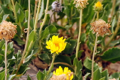 Grindelia patagonica