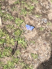 Icaricia icarioides missionensis