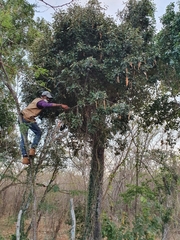 Capparis cynophallophora