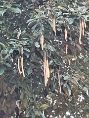 Capparis cynophallophora