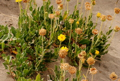 Grindelia patagonica