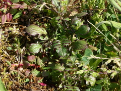 Centranthus calcitrapae