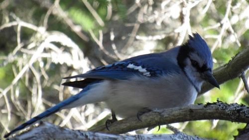 Cyanocitta cristata image