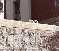 Sciurus carolinensis