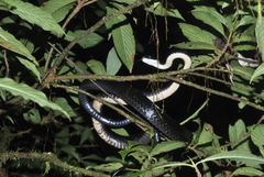 Chironius grandisquamis