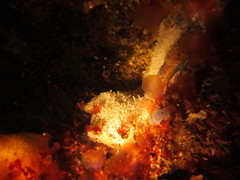 Clathrina coriacea