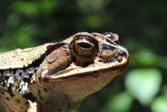 Incilius leucomyos