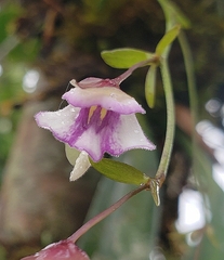 Utricularia jamesoniana