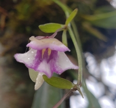 Utricularia jamesoniana