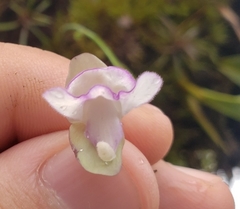 Utricularia jamesoniana