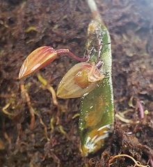 Pleurothallis ensata