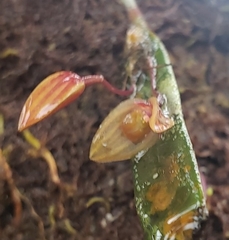 Pleurothallis ensata