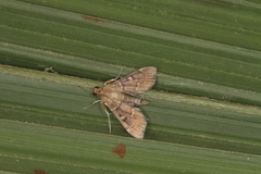 Cryptobotys zoilusalis