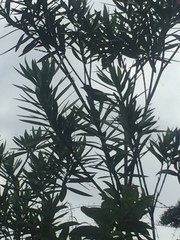 Thamnophilus doliatus