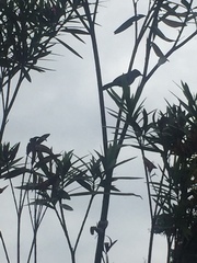 Thamnophilus doliatus